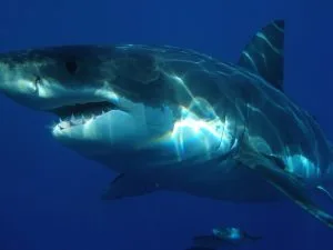 shark adrenaline rush