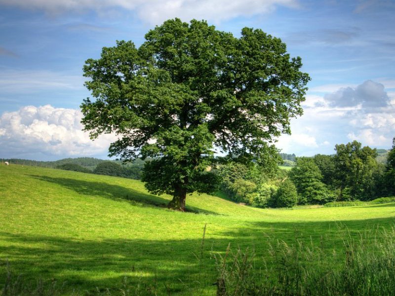 oak tree