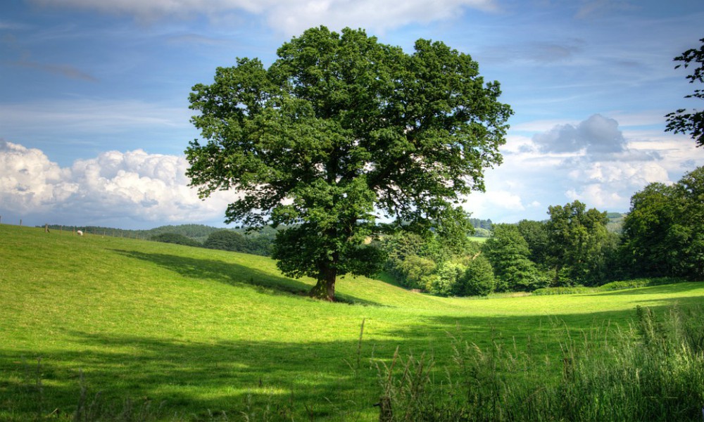 Oak Tree – The Mystic Phenomenon and American Traditions
