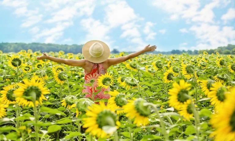 happy sunflowers sun