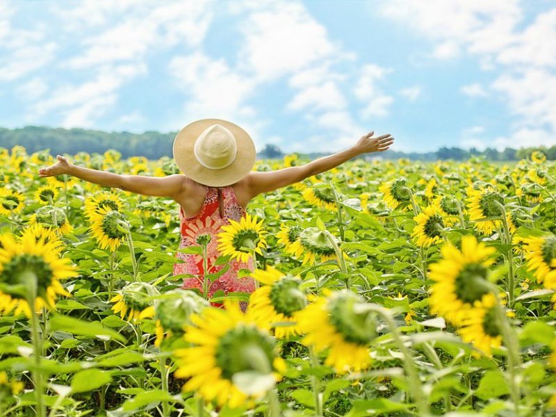 happy sunflowers sun