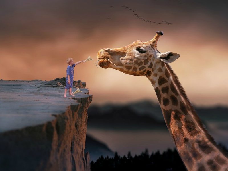Luxury vacation wild animals