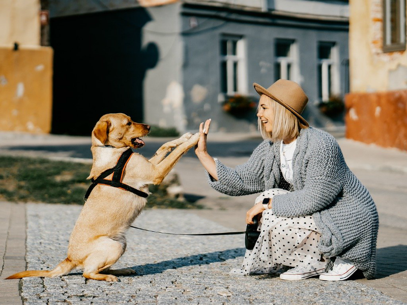 Are pets more important