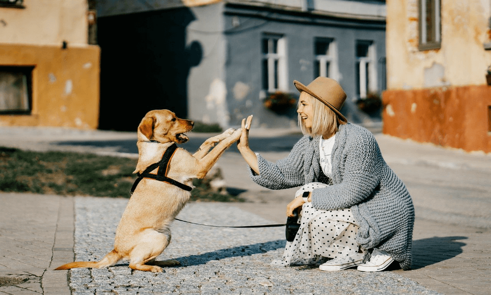 Are pets more important
